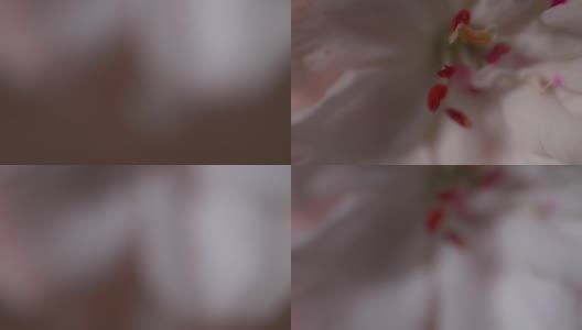 一个美丽的白色天竺葵的微距镜头高清在线视频素材下载