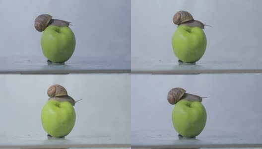 蜗牛在青苹果上。蜗牛在苹果上的特写。一只蜗牛正爬在一个苹果上。高清在线视频素材下载