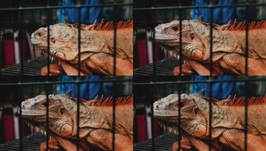 笼子里的红鬣蜥高清在线视频素材下载