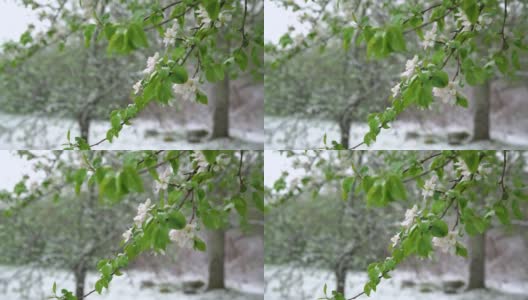 春天，一场突如其来的大雪降临，苹果树上的花朵被大雪覆盖。盛开的花朵在花园的白雪下冻结。高清在线视频素材下载