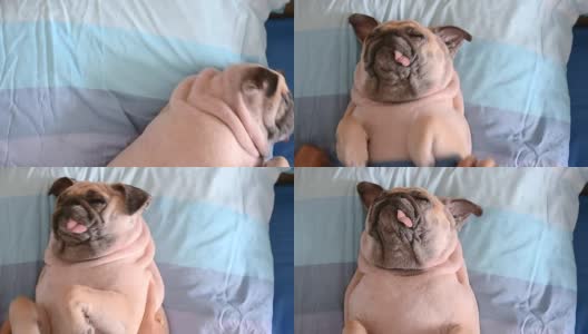 哈巴狗正在午睡，躺在床上的枕头上，身上裹着毯子，舌头伸着，看起来很滑稽高清在线视频素材下载