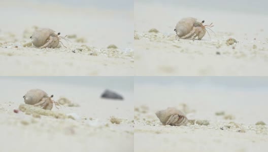 近距离观察:马尔代夫岛上的寄居蟹高清在线视频素材下载