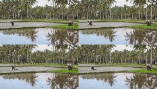 在稻田里劳作的印尼农民高清在线视频素材下载