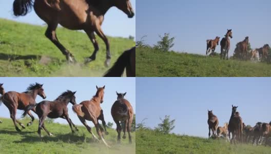 绿色草地上奔跑的小马驹高清在线视频素材下载