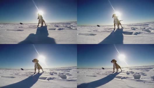 年轻顽皮的小猎犬在冰雪覆盖的湖面上吠叫和嚎叫高清在线视频素材下载