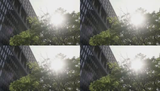 锁定拍摄的公司办公大楼与太阳能镜头耀斑通过一棵树高清在线视频素材下载