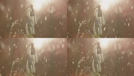 特写:闪亮的雨滴落在被称为雪花莲的早春花朵上高清在线视频素材下载