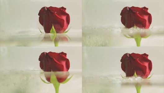 红玫瑰花蕾在清水里高清在线视频素材下载