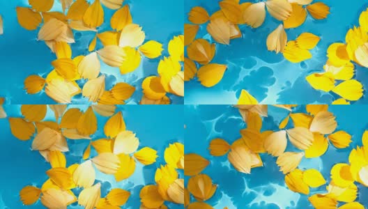 美丽的花瓣漂浮在清澈的水中高清在线视频素材下载
