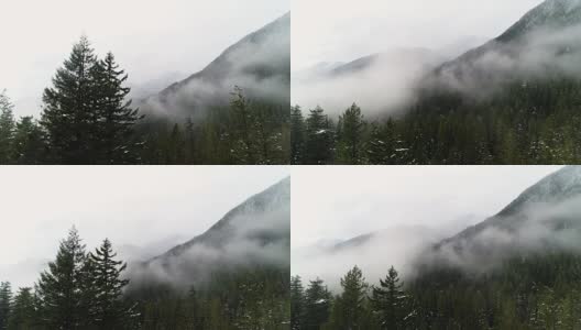 云森林雾空中上升高于树梢白色的天空高清在线视频素材下载