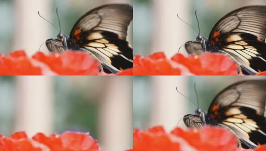 在一个阳光明媚的夏日里，一只黑黄相间的蝴蝶栖息在一朵热带花朵上高清在线视频素材下载