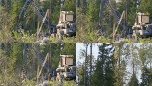 伐木机砍伐树木，切割树枝和铺设树干，以便进一步运输到木工工厂高清在线视频素材下载