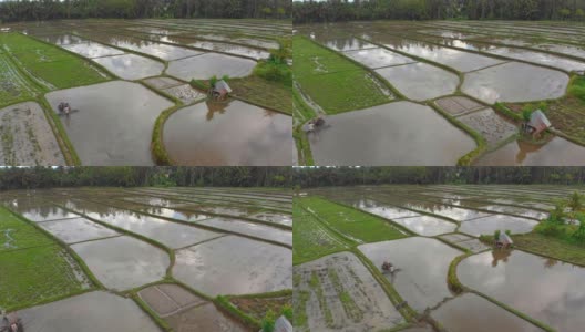 鸟瞰图上的农民准备稻田种植使用犁耕拖拉机。美丽的农村场景高清在线视频素材下载