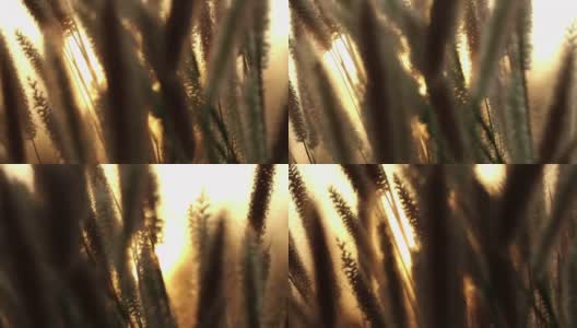 日落时分，喷泉草的穗状花序在风中摇曳高清在线视频素材下载