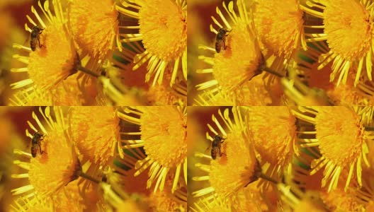 微距摄影-秋蜂在菊花上高清在线视频素材下载