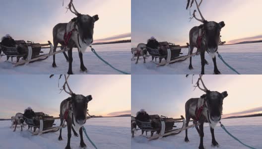 慢镜头:芬兰，一名女子骑着驯鹿雪橇穿越白雪皑皑的雪地高清在线视频素材下载
