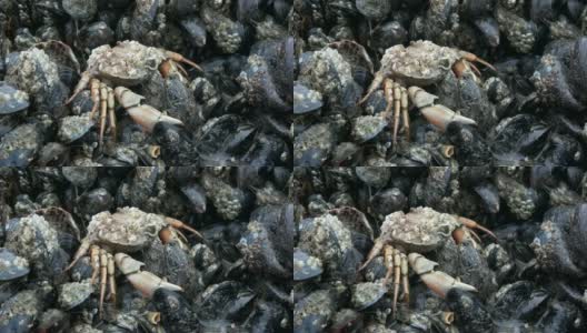 北海瓦登海贝壳滩的青蟹蜕壳高清在线视频素材下载
