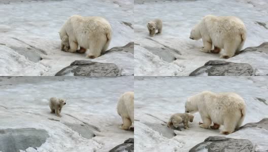 北极熊家族高清在线视频素材下载