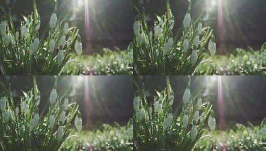 温暖阳光下的春雪花莲高清在线视频素材下载