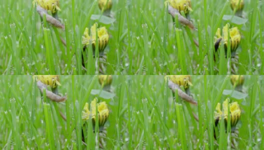 院子里的蒲公英蛞蝓湿草高清在线视频素材下载