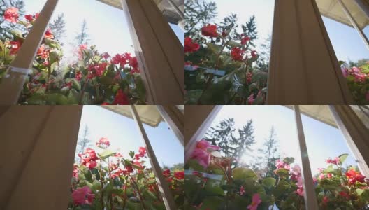 美丽的天竺葵花在夏天。透过窗户射击高清在线视频素材下载