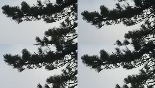 冷杉树枝在风中摇摆高清在线视频素材下载
