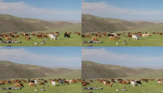 在蒙古国西部察格杜尔特天然山区的草原上放牧的山羊高清在线视频素材下载