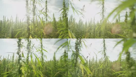 慢镜头光晕:郁郁葱葱的绿色大麻种植园在微风中摇曳高清在线视频素材下载