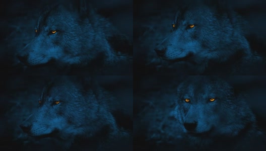 狼的侧视图与发光的眼睛在晚上高清在线视频素材下载