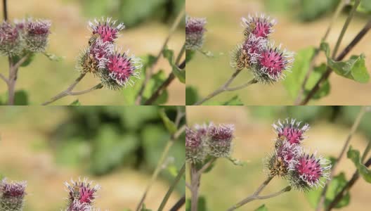 蜜蜂在紫红色的花上采集花粉为蜂蜜高清在线视频素材下载