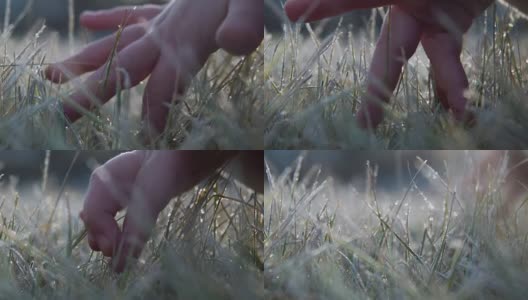 男性的手触摸到一棵结了霜的草高清在线视频素材下载