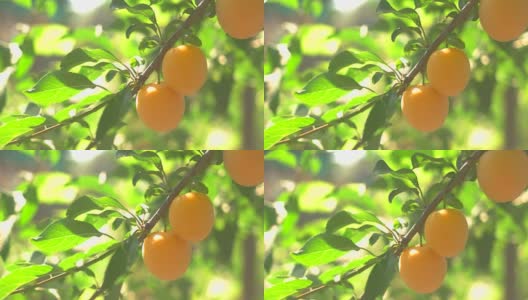 五颜六色的果实挂在枝头。高清在线视频素材下载