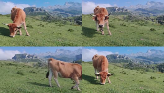在欧罗巴山脉放牧的奶牛高清在线视频素材下载