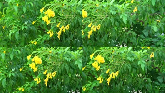 摇到黄色接骨木，喇叭灌木，喇叭花有黄色的颜色盛开在花园里高清在线视频素材下载