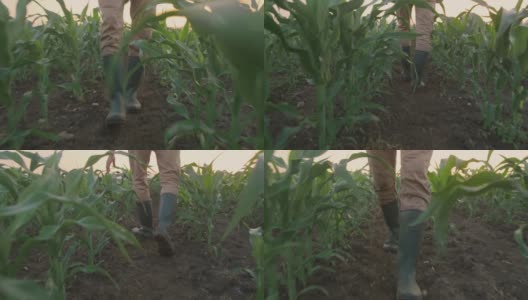 日落时分，一位面目全非的农民在玉米幼苗中行走高清在线视频素材下载