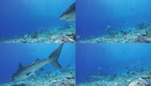 虎鲨游过礁石的斜坡，虎鲨-虎鲸居维叶。印度洋，福瓦穆拉岛，马尔代夫，亚洲高清在线视频素材下载