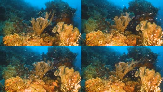硬珊瑚和软珊瑚群被小鱼包围高清在线视频素材下载