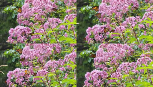 黑脉金斑蝶在乔尔派伊杂草花周围飞舞高清在线视频素材下载