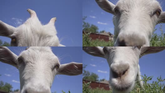 好奇的山羊看向摄像机并试图嗅它。搞笑山羊特写高清在线视频素材下载