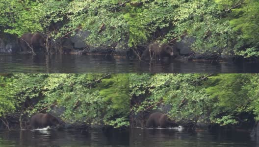 黑熊进入阿拉斯加一条河的浅水中。高清在线视频素材下载