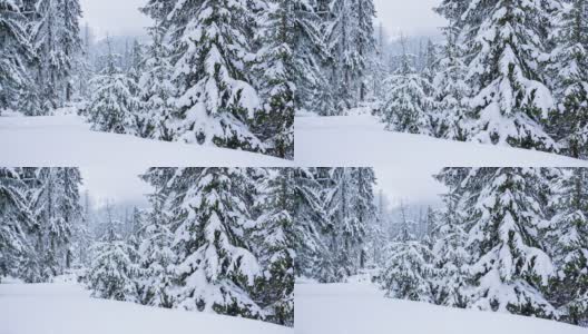 树枝上美丽的蓬松的雪。雪花从云杉树枝上美丽地飘落下来。冬天的童话，树在雪中囚禁。冬天下雪的录像高清在线视频素材下载