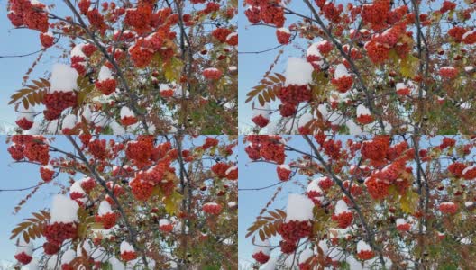 自然异常。初冬。白雪覆盖的白蜡树枝桠上挂满了鲜红多汁的浆果，花园里的绿叶也被白雪覆盖。自然之美自然之美。高清在线视频素材下载