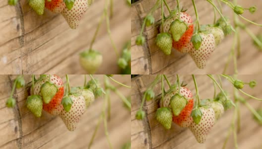 有机温室中的草莓园高清在线视频素材下载