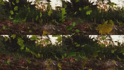 多叶飘落在绿色森林的动画高清在线视频素材下载