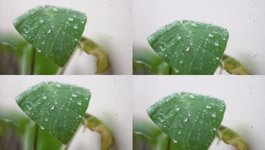 在季风季节，雨滴落在树叶上的特写镜头高清在线视频素材下载