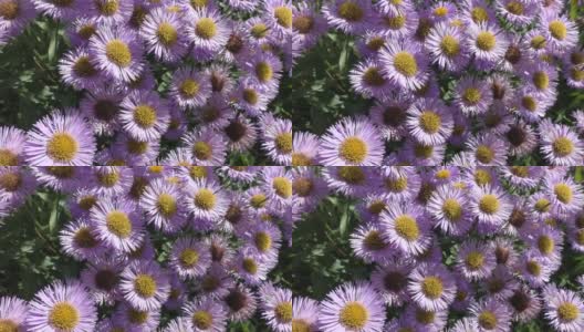 紫苑(Aster alpinus)是紫苑属双子叶植物的一种。该分类学名称最早由瑞典分类学家卡尔·林奈于1753年公布。高清在线视频素材下载
