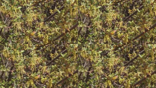 小檗(Quercus berberidifolia)雄花红岩cp mrca - 042721 v高清在线视频素材下载