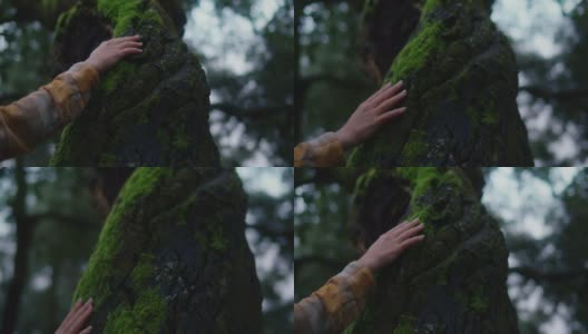 女人在电影森林里摸树皮高清在线视频素材下载