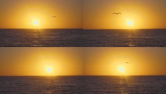 海鸥在日出时慢动作飞行高清在线视频素材下载