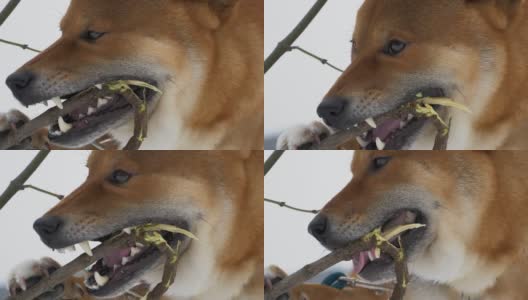 柴犬用慢动作啃树枝的特写。狗头的特写。高清在线视频素材下载